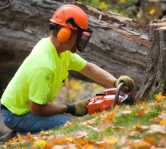 tree services Evergreen